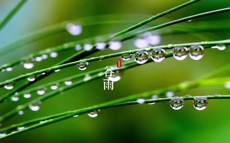 谷雨  布谷声声春将逝，不负韶华不负你，愿人间风调！